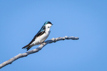 Small tree swallow perched on a tree branch under a clear blue sky