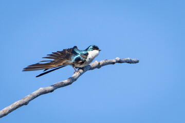 Small tree swallow perched on a tree branch under a clear blue sky