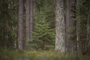 Fototapeta premium A beautiful natural forest in the Knyszyńska Forest