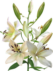 Fototapeta na wymiar pure white lilly with six buds and four blooms