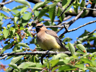 Cedar Waxwing feeding on berries
