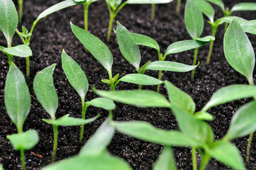 close-up of young seedlings of the pepper in the greenhouse ready for planting in the vegetable garden
