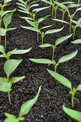 close-up of young seedlings of the pepper in the greenhouse ready for planting in the vegetable garden
