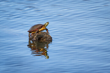 Painted turtle basking in the sun on an early spring morning