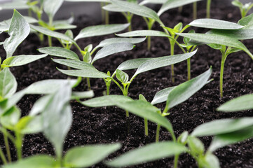 close-up of young seedlings of the pepper in the greenhouse ready for planting in the vegetable...
