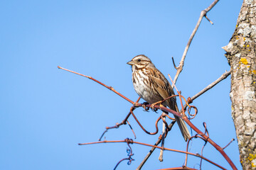 Small song sparrow perched on a tree branch under a clear blue sky