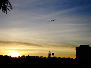 Fototapeta premium silhouette of a bird at sunset