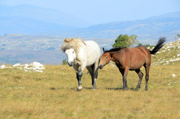 Livno,Bosnia and Herzegovina, horse, black horse, white horse, black and white horse, nature, beautiful horse,