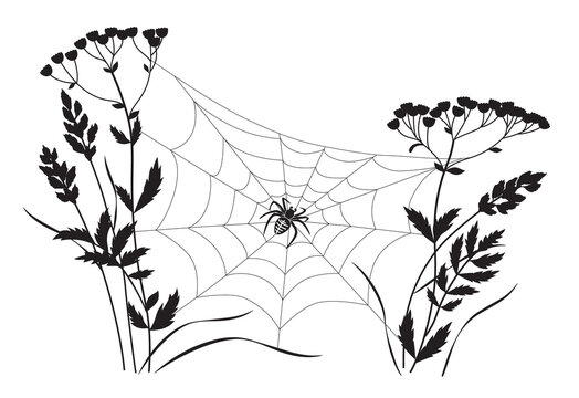 Monochrome Big Spider on Web
