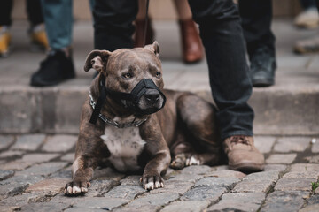 Shallow depth of field (selective focus) image with a pitbull wearing a muzzle together with a...
