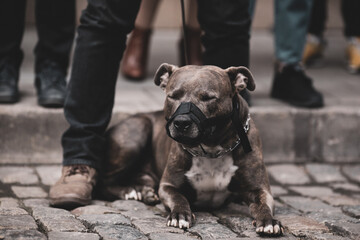 Shallow depth of field (selective focus) image with a pitbull wearing a muzzle together with a group of people.