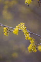 golden spring flowers on the tree.