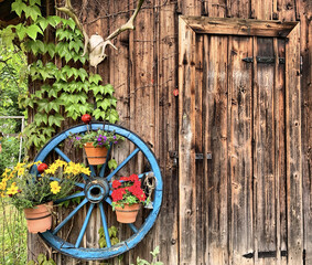 Deer antlers skull and a blue wheel with flowerpots hanging on a wooden wall