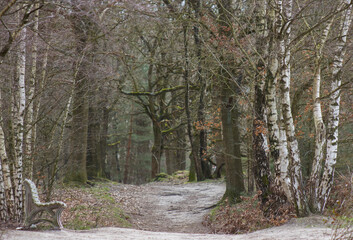 Landscape in the National Park Maasduinen in the Netherlands