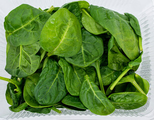 green spinach leaves kind of top close up