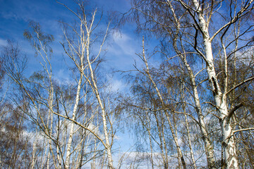 The birch trees, trees in front of spring sky and clouds.