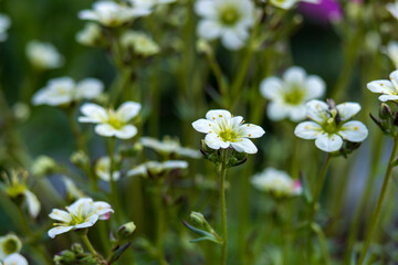 Lovely white flowers. Soft focus photo