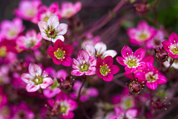 Lovely tiny pink flowers. Soft focus photo