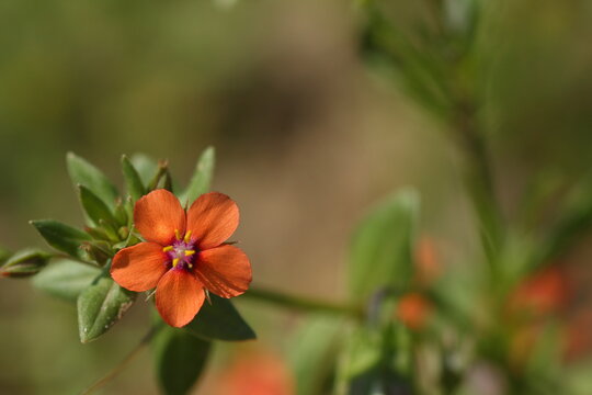 Kwiatek Anagallis arvensis