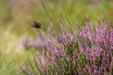 butterfly on the heather