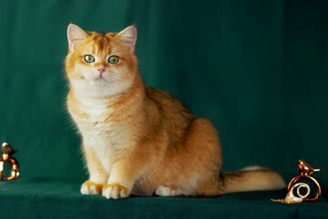 Golden british cat on green background. Chinchilla golden cat