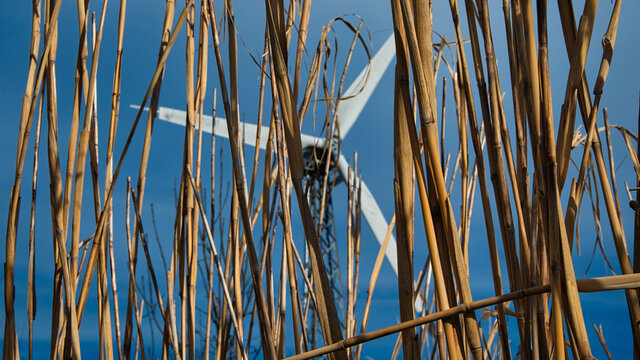 Landschaftsaufnahme von Schilf mit einem Windrad dahinter