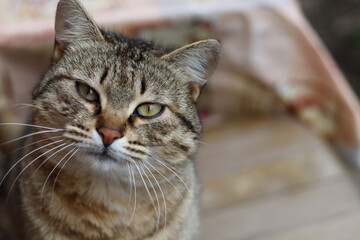cat playing in the garden
