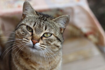 Fototapeta premium cat playing in the garden