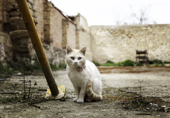 Stray white cat