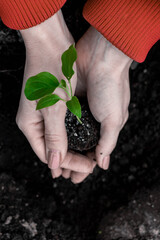 planting an eggplant seedling in the garden