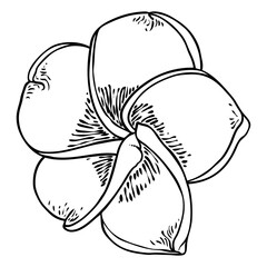 Plumeria blooming heads. Hawaii tropical open flowers buds. Exotic Frangipani bloom. Vector.