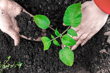 planting a tomato seedling in the garden with hands