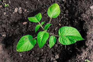 planting a tomato seedling in the garden