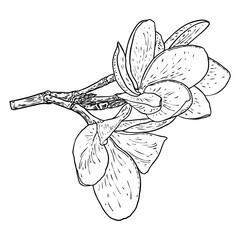 Real Plumeria flower bloom on the branch. Hawaiian Plumeria open head with flower buds and petal leaf on the twig. Freehand drawing of tropical blooming and exotic plant blossom. Vector.