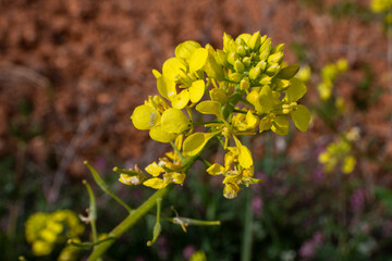 Rorippa sylvestris u Oruga palustre flor amarilla silvestre en primavera