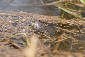 Blue frog - Rana arvalis in water at mating time. Wild photo from nature. The photo has a nice bokeh. The image of a frog is reflected in the water.