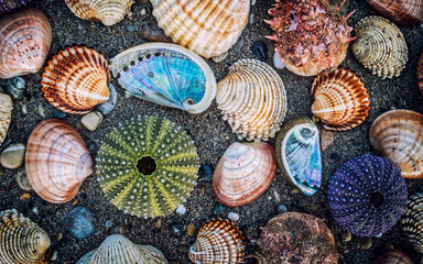 variety of colorful sea shells and urchins on dark wet sand beach background