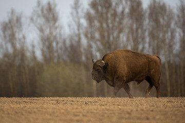 Fototapeta premium European bison - Bison bonasus in the Knyszyn Forest (Poland)