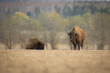 European bison - Bison bonasus in the Knyszyn Forest (Poland) © szczepank
