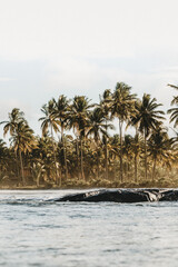 coqueiros na praia de itacare na bahia