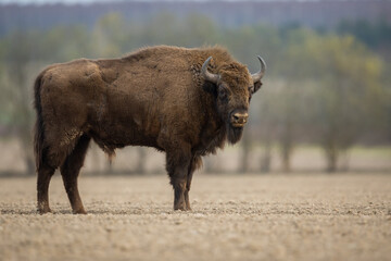 European bison - Bison bonasus in the Knyszyn Forest (Poland) © szczepank