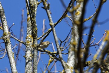 Willow warbler, Phylloscopus trochilus