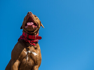Charming puppy of brown color. Close-up, outdoor. Day light. Concept of care, education, obedience training, raising pets