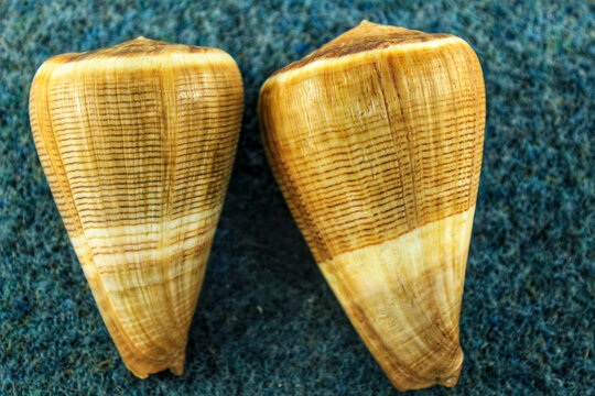 Colorful seashells on blue background. Conus Figulinus.