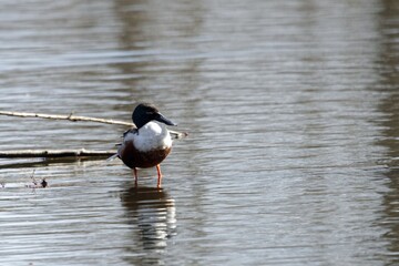 Northern shoveler, Spatula clypeata