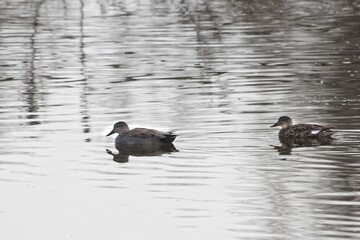 A gadwall, Mareca Strepera, on a lake
