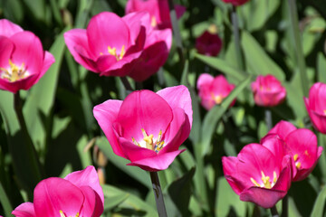 Pink tulips grow in the park