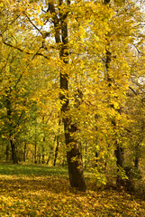 Autumn colors, bright autumn leaves on trees