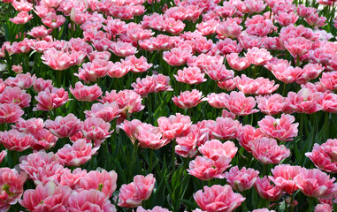Beautiful pink tulips grow in the park