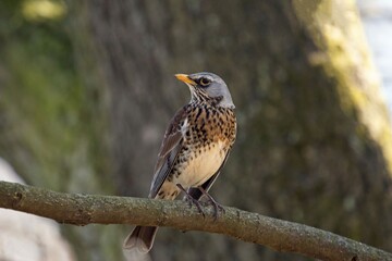 Fieldfare, Turdus pilaris